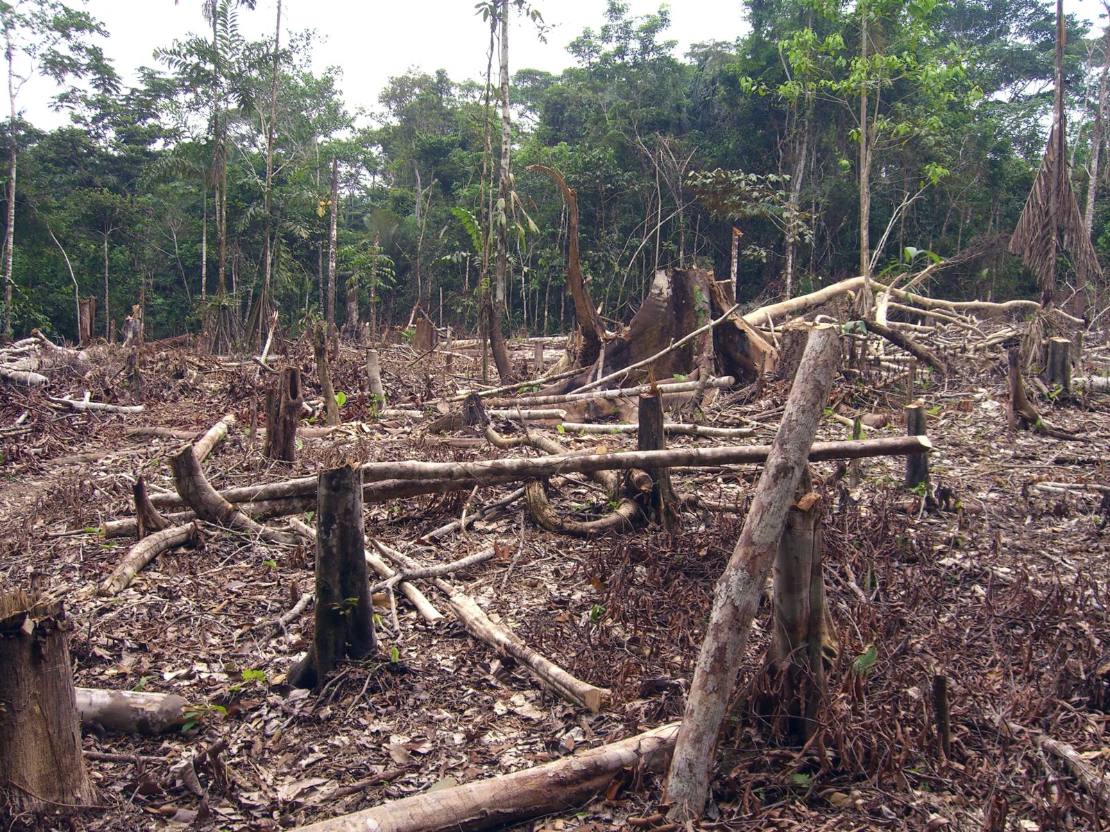Cambio climático y derechos humanos: lecciones de un litigio por la Amazonía